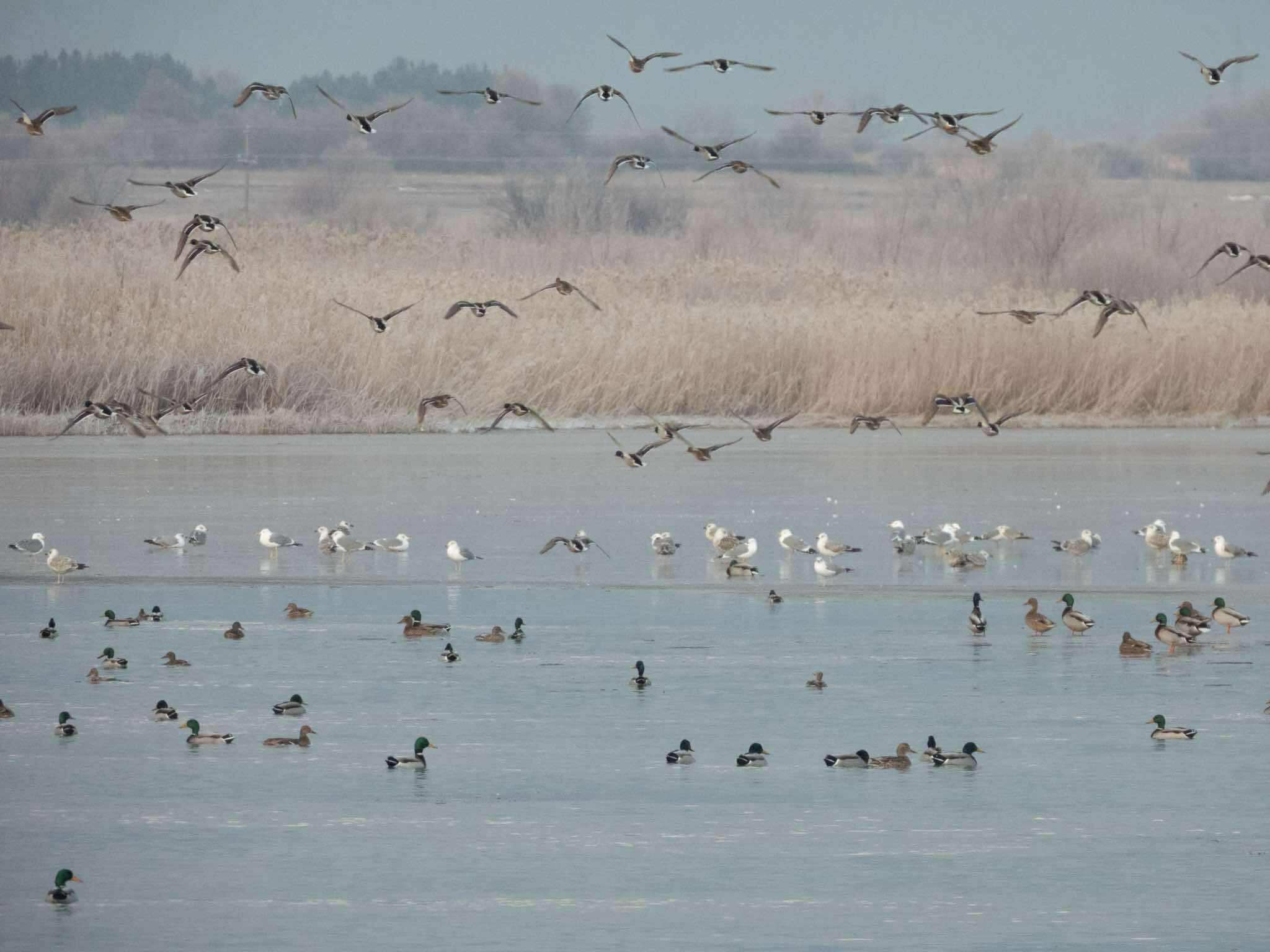 Observation des oiseaux – Livno