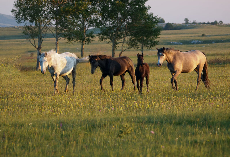 Les chevaux sauvages de Livno – Livno