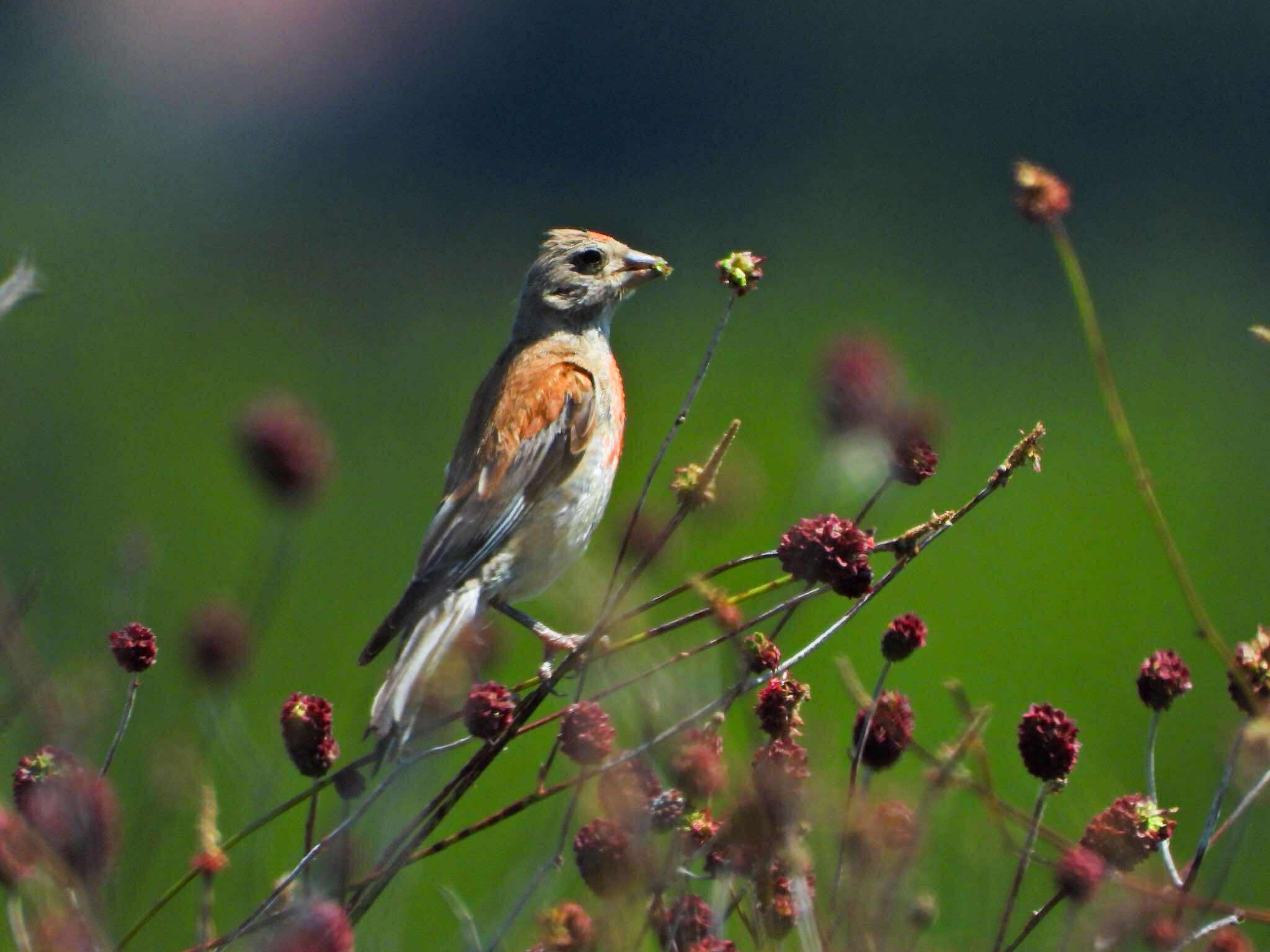 Observation des oiseaux – Livno
