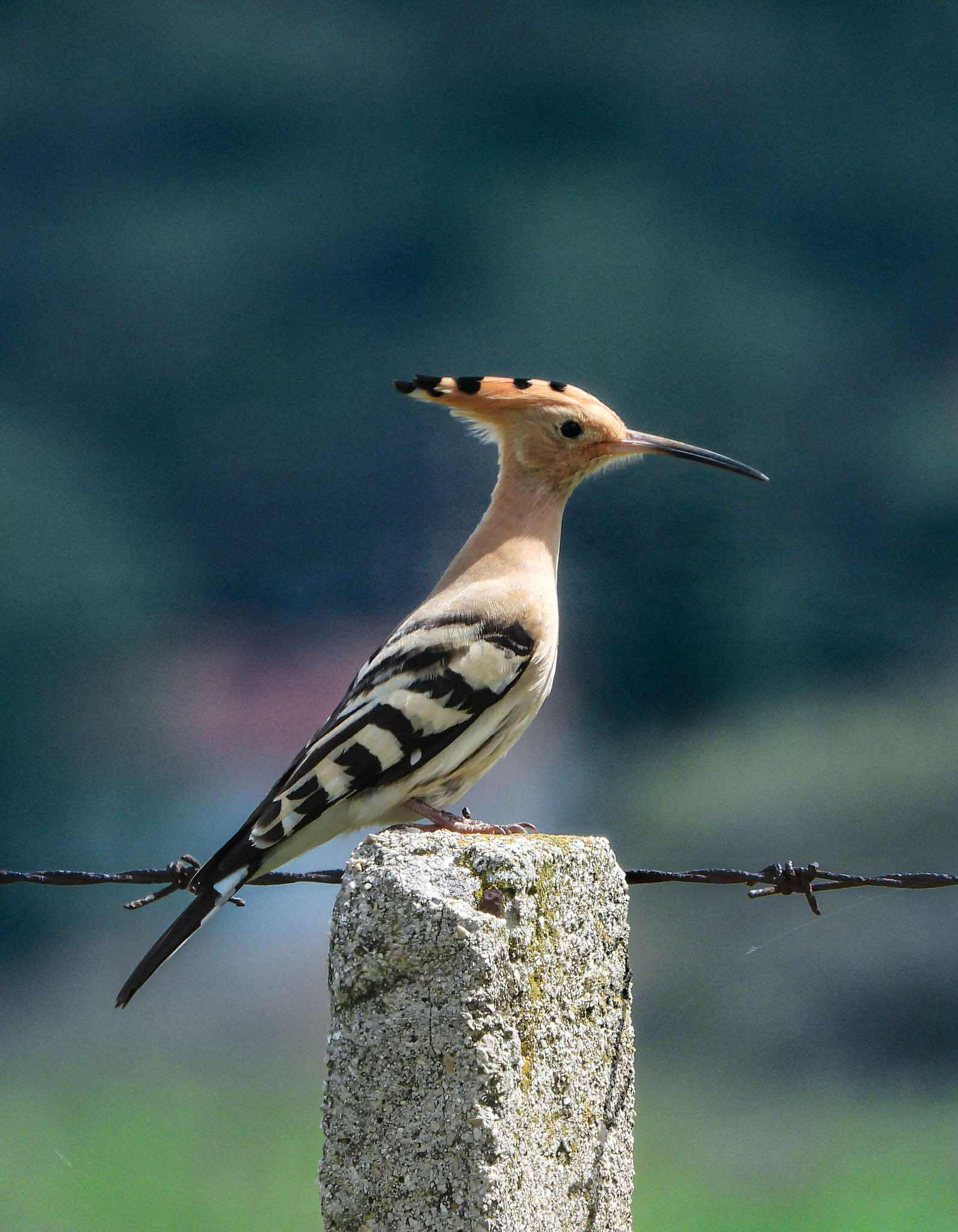 Observation des oiseaux – Livno