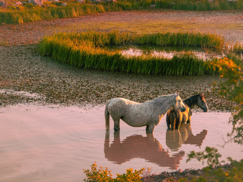 Les chevaux sauvages de Livno – Livno