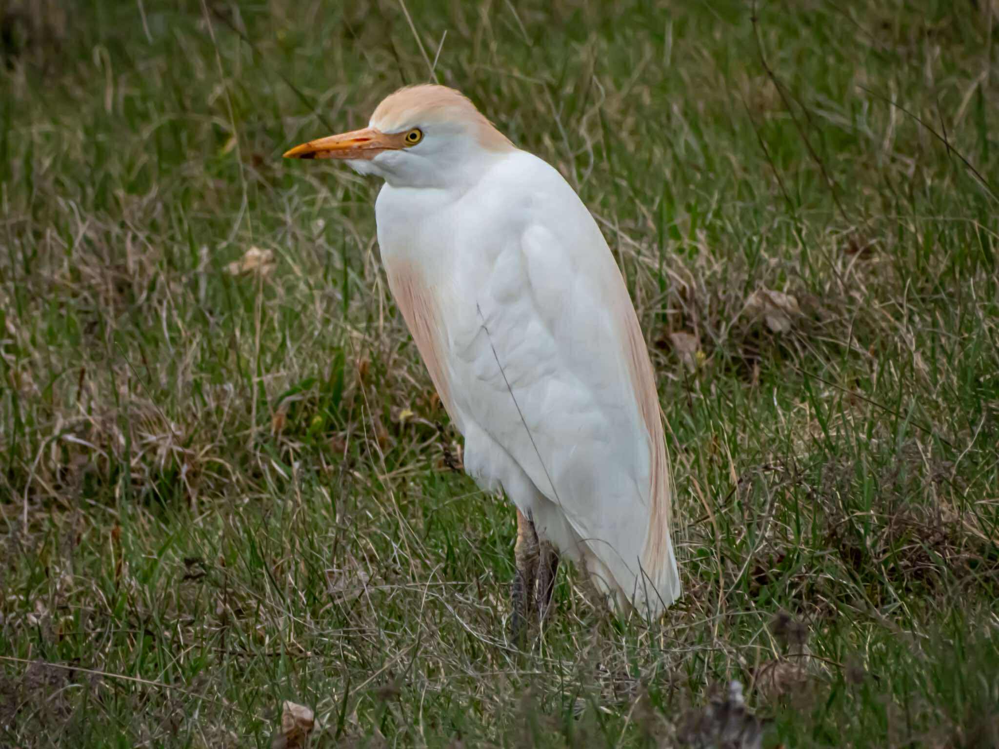 Observation des oiseaux – Livno